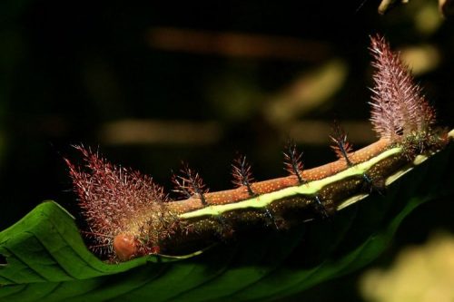 Một chú sâu bướm với bộ lông đẹp như một khu rừng mùa thu tại Công viên quốc gia Amacayacu, khu vực Amazon, Colombia. (Nguồn: EPA)