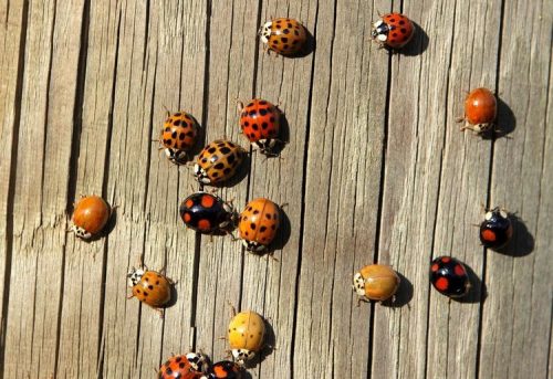 12 / 15 Những chú bọ rùa trông như những viên đá cuội đủ màu sắc đang tắm nắng trên một tấm gỗ gần Marko, Hungary. (Nguồn: EPA)