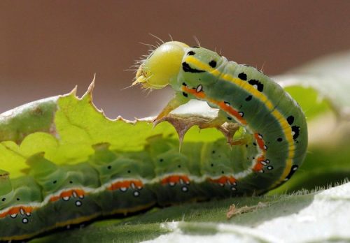 Sâu bướm béo núc ních đang ăn lá cây tại một trang trại ở Amman, Jordan. (Nguồn: EPA)