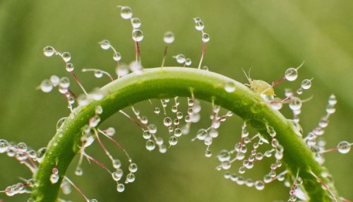 Một chú bọ nhỏ xinh xắn nép mình trên cành cây đọng nước tại Sehnde, Đức. (Nguồn: EPA)