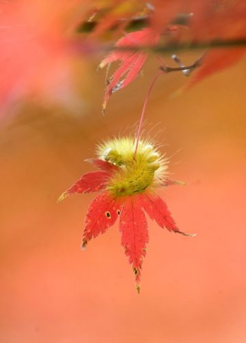 4 / 15 Sâu bướm lông xù nghỉ ngơi trên một chiếc lá phong đỏ tại thị trấn Ohara thuộc tỉnh Chiba, Tokyo, Nhật Bản. (Nguồn: EPA) 