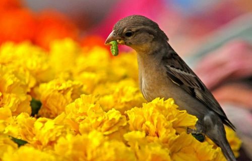 Một chú chim sẻ bắt sâu tại Ấn Độ. (Nguồn: EPA)