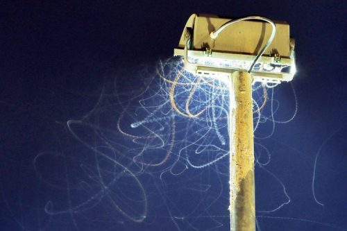Những con thiêu thân bị hút vào ánh đèn tại Frankfurt am Main, Đức. (Nguồn: EPA)