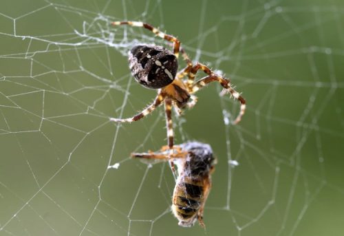 Một con nhện nhà bắt mồi tại Moers, Đức. (Nguồn: EPA)
