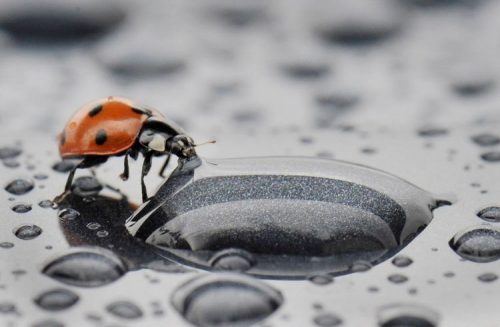Một chú bọ rùa tò mò nếm một giọt nước mưa tại Gelnhausen, Đức. (Nguồn: EPA)