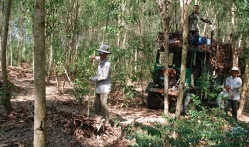 Vốn tín dụng chính sách đã góp phần phủ xanh những cánh rừng (Hình: Một hộ nông dân được giải ngân 52 triệu đồng theo chương trình dự án phát triển Lâm nghiệp đầu tư trồng 6ha rừng keo tràm)