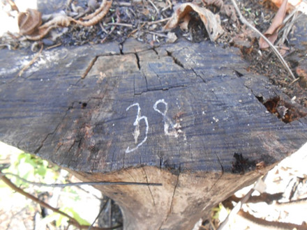 Kết tội bị can dùng dao phát cỏ hoặc cưa tay để hạ những cây rừng có đường kính 45 - 54cm, nhưng hiện trường lại thể hiện vết cưa máy và gốc cây bị cưa đã rất lâu, mục ruỗng, thân cây không còn... 