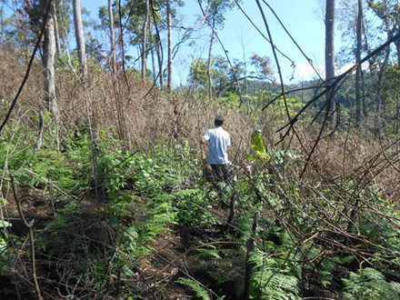  Một góc tiểu khu 253, Ban quản lý rừng phòng hộ Lán Tranh, nơi xảy ra vụ án "hủy hoại rừng" 