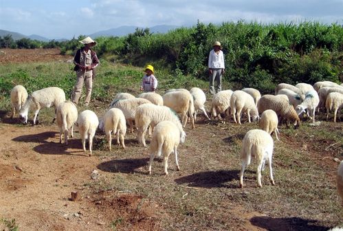 Chăn nuôi cừu ở Ninh Thuận và Khánh Hòa chiếm trên 98% sản lượng cả nước 
