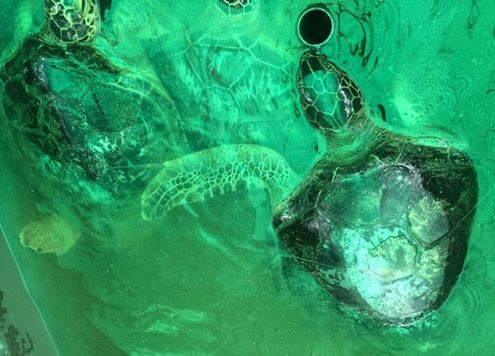 3 cá thể rùa biển được giải cứu tại thành phố Vùng Tàu (Ảnh: ENV cung cấp) 