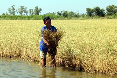 Người nông dân bên trà lúa mùa bị lép hạt, thiệt hại do nhiễm mặn. Ảnh: Lê Huy Hải/TTXVN 