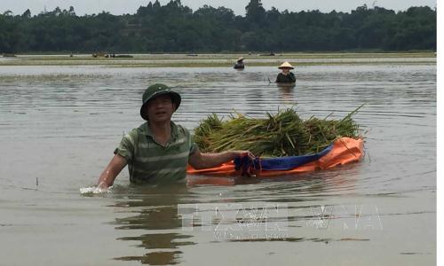 Nước ngập sâu do mưa lớn cuối tháng 5 ở Vĩnh Phúc, người nông dân phải dùng vải bạt dứa làm thuyền để chở lúa gặt về. Ảnh: Nguyễn Thảo/TTXVN 