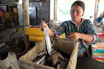 Suốt một buổi sáng, tiểu thương Nguyễn Thị Bình (trú tại An Đức 3, thị trấn Cửa Tùng, Vĩnh Linh) không bán được cân cá nào, phải đưa về gửi ở cơ sở cấp đông (Ảnh: Hưng Thơ)