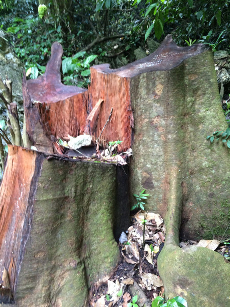 Những thân cây có kích thước lớn vừa bị đốn hạ