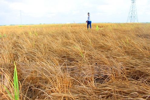 Nhiều cánh đồng lúa ở Đồng bằng sông Cửu Long bị chết do khô mặn lịch sử (Ảnh: Hùng Võ/Vietnam+)
