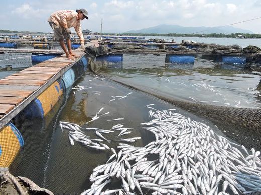 Bà Rịa – Vũng Tàu: Tòa tiếp nhận hồ sơ 33 hộ dân kiện doanh nghiệp xả thải khiến cá chết hàng loạt