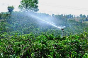 Tỉnh Gia Lai chủ động nguồn nước tưới cho hai kinh tế mũi nhọn cà phê và hồ tiêu