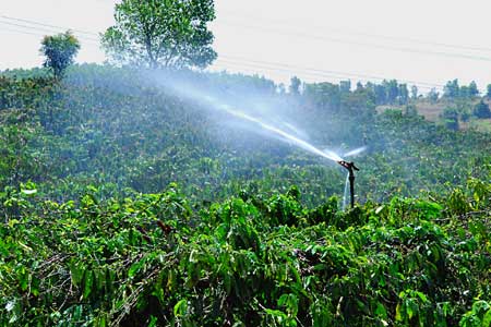 Nâng cao chất lượng vật nuôi, cây trồng trong điều kiện BĐKH