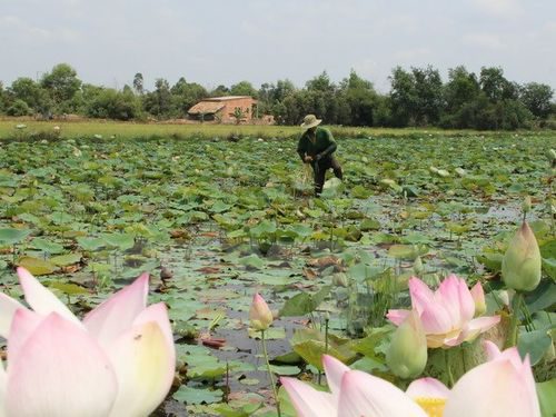 (Ảnh minh họa: Bùi Như Trường Giang/TTXVN) 