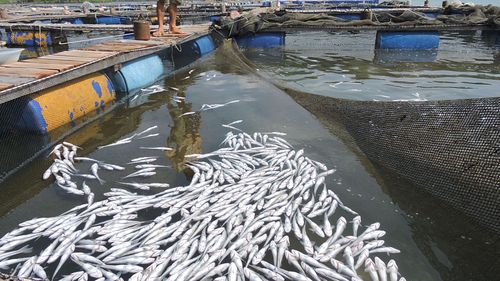 Thông tin mới nhất vụ kiện ô nhiễm ở Long Sơn
