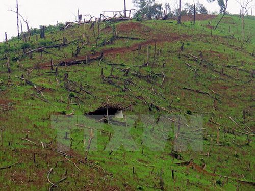 Điện Biên: Người di cư tự do ồ ạt tràn đến phá rừng Mường Nhé