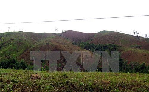  Rừng bị triệt hạ để làm nương rẫy. (Ảnh: Chu Quốc Hùng/TTXVN)