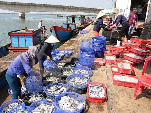 Thương lái thu mua cá của ngư dân ở Quảng Trị (Ảnh: Thanh Thủy/TTXVN)