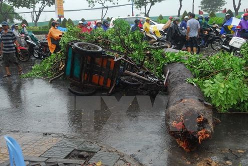 Hiện trường cây xanh đổ đè xe máy lôi. (Ảnh: Mạnh Linh/TTXVN)