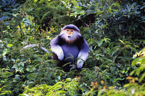 Voọc chà vá chân nâu ở khu vực tại bán đảo Sơn Trà. (Ảnh: Lê Tuấn)