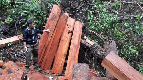 Gỗ bị chặt hạ ở Lâm trường Măng La, tỉnh Kon Tum Ảnh: HOÀNG THANH 