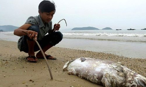 Sự cố môi trường ảnh hưởng nghiêm trọng đến đời sống ngư dân 4 tỉnh miền Trung