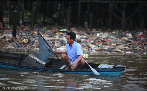 Ảnh minh họa: Rhett Butler/Mongabay