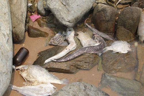 Nguyên nhân gây hiện tượng cá chết hàng loạt ở các tỉnh miền Trung xuất phát từ hoạt động xả thải của Công ty TNHH Gang thép Hưng Nghiệp Formosa Hà Tĩnh.(Ảnh: VietNamNet)