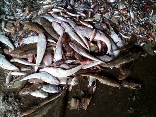  Formosa Hà Tĩnh đã nhận trách nhiệm làm hải sản chết hàng loạt tại 04 tỉnh miền Trung (Ảnh: Dân Trí)
