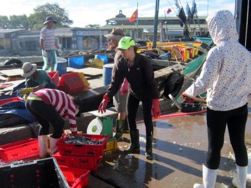 Cảnh tấp nập tại cảng cá Thuận An ngày 30-6 (Ảnh: Quang Nhật/nld.com.vn)