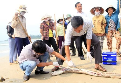 Cá chết tại vùng biển tỉnh Quảng Trị (Nguồn: TTXVN)