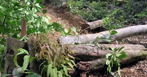  Cây bị “lâm tặc” chặt phá nằm ngổn ngang tại tiểu khu 474 xã Măng Cành, huyện Kon Plông (Kon Tum) để chờ vận chuyển ra ngoài rừng (Ảnh: Cao Nguyên-TTXVN)