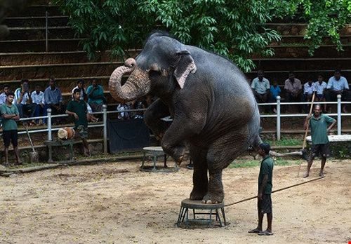 Giới thượng lưu Sri Lanka xem voi con là vật nuôi biểu trưng cho vị thế xã hội và quyền lực