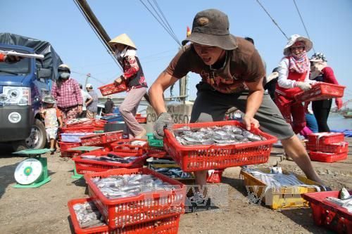 Ngư dân Quảng Trị vận chuyển cá đánh bắt được lên bờ (Ảnh: Thanh Thủy/TTXVN)