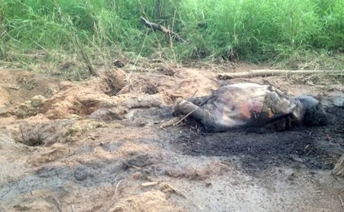  Xác voi con bị phân hủy mạnh tại một vũng sình lầy của VQG Yok Đôn.