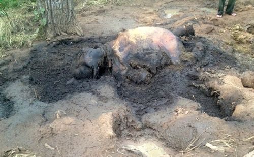  Xác voi con bị phân hủy mạnh tại một vũng sình lầy của VQG Yok Đôn.