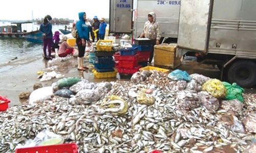 Cá ngư dân đánh bắt ở biển về được chất thành đống tại chợ Đồng Hới vì ế ẩm, có thời điểm không có người mua sau vụ cá chết do Formosa gây ra. 