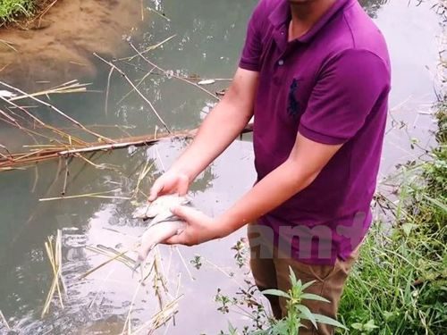 Cá chết bất thường tại ao cá của anh Bùi Văn Thủy (xã Yên Lập, huyện Cao Phong, Hòa Bình) (Ảnh: Võ Phương/Vietnam+)