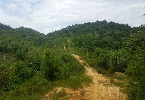 200ha rừng phòng hộ bị "xơi tái".