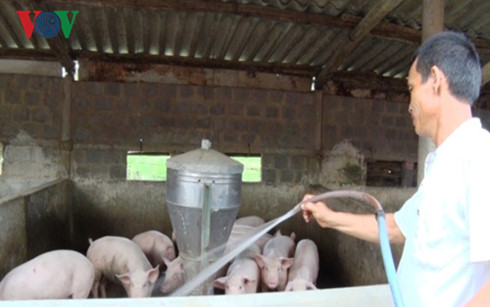 Chăn nuôi lợn giúp ổn định đời sống ngư dân vùng biển bãi ngang  