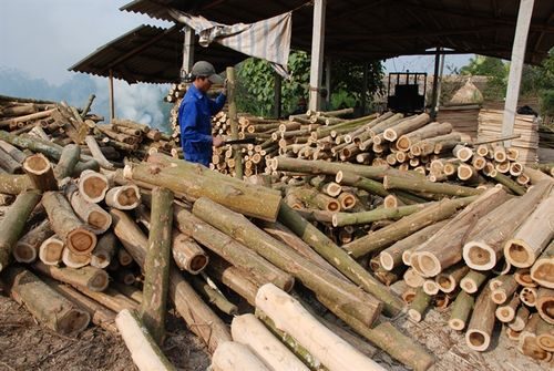 Chế biến gỗ rừng trồng