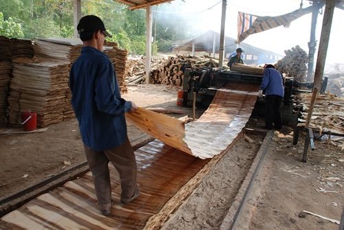 Một cơ sở làm ván bóc gỗ rừng trồng