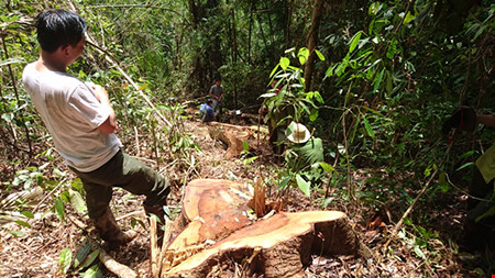 Hiện trường một cây gỗ lớn bị lâm tặc chặt hạ quanh hồ thủy điện Đồng Nai 5 (Ảnh: Pháp luật TP.HCM)