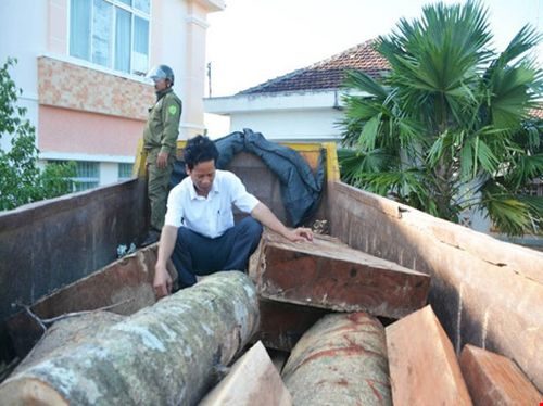 Hơn 7 m3 gỗ bị UBND xã Ea Trol bắt giữ (Ảnh: Ngọc Cường/Pháp luật TP.HCM)