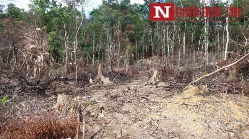     Một phần diện tích rừng tự nhiên bị lâm tặc chặt hạ, đối phá tại TK 229.